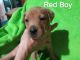 American Pit Bull Terrier Puppies for sale in Owosso, MI 48867, USA. price: NA