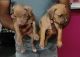 American Pit Bull Terrier Puppies for sale in Pimpri-Chinchwad, Maharashtra, India. price: 22000 INR
