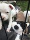 American Pit Bull Terrier Puppies for sale in Aurora, IL, USA. price: $3,000