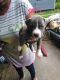 American Pit Bull Terrier Puppies for sale in Portsmouth, VA, USA. price: $525