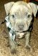 American Pit Bull Terrier Puppies for sale in CORP CHRISTI, TX 78412, USA. price: $150