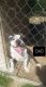 American Pit Bull Terrier Puppies for sale in Roper, NC 27970, USA. price: NA