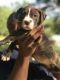 American Pit Bull Terrier Puppies for sale in Chase City, VA 23924, USA. price: NA