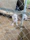 American Pit Bull Terrier Puppies for sale in Dumas, MS, USA. price: NA