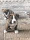 American Pit Bull Terrier Puppies for sale in Walterboro, SC 29488, USA. price: NA