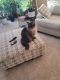 American Polydactyl Cats for sale in Katy, TX, USA. price: NA