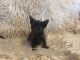 American Polydactyl Cats for sale in Peoria, AZ, USA. price: NA