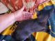 American Polydactyl Cats for sale in Republic, MO, USA. price: NA