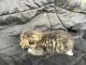 American Polydactyl Cats for sale in Buckhannon, WV 26201, USA. price: NA