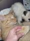 American Polydactyl Cats for sale in Las Vegas, NM 87701, USA. price: NA