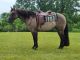 American Quarter Horse Horses for sale in Dallas, TX, USA. price: NA