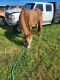 American Quarter Horse Horses for sale in White City, OR, USA. price: $1,000