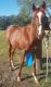 American Quarter Horse Horses for sale in College Station, TX 77840, USA. price: $5,500