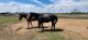 American Quarter Horse Horses for sale in 101 N Trailer End Cir, Millsap, TX 76066, USA. price: $600