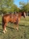 American Quarter Horse Horses for sale in Fort Worth, TX, USA. price: $20,500