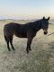 American Quarter Horse Horses for sale in 11692 Foutch Rd, Pilot Point, TX 76258, USA. price: $4,000