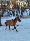 American Quarter Horse Horses