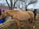 American Quarter Horse Horses for sale in Kearney, NE, USA. price: $800