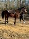 American Quarter Horse Horses