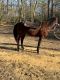 American Quarter Horse Horses for sale in Woodbury, NJ, USA. price: NA