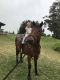 American Quarter Horse Horses for sale in Oopuola St, Pupukea, HI 96712, USA. price: $46,890