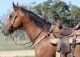 American Quarter Horse Horses for sale in Seattle, WA, USA. price: $3,500