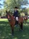 American Quarter Horse Horses for sale in Granville, NY 12832, USA. price: NA