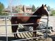 American Quarter Horse Horses for sale in Reno, NV, USA. price: NA