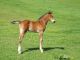 American Quarter Horse Horses for sale in Chicago, IL, USA. price: NA