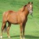 American Quarter Horse Horses for sale in Pennsylvania Ave, Gibsonton, FL 33534, USA. price: NA