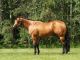 American Quarter Horse Horses for sale in Detroit, MI, USA. price: NA