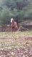 American Quarter Horse Horses for sale in Big Rapids, MI 49307, USA. price: NA