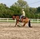 American Quarter Horse Horses for sale in St Paul, MN, USA. price: NA