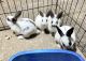 American Sable rabbit Rabbits for sale in Hanover Park, IL, USA. price: $20