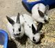 American Sable rabbit Rabbits