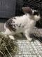 American Sable rabbit Rabbits for sale in Hialeah, FL, USA. price: $35