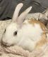 American Sable rabbit Rabbits for sale in Tewksbury, MA, USA. price: $40