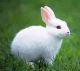 American Sable rabbit Rabbits