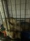 American Sable rabbit Rabbits for sale in Durham, NC, USA. price: $60