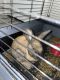 American Sable rabbit Rabbits for sale in Tucson, AZ 85711, USA. price: $40