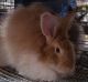 American Sable rabbit Rabbits for sale in Los Angeles, CA, USA. price: NA