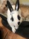 American Sable rabbit Rabbits for sale in North Miami, FL, USA. price: $75