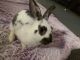 American Sable rabbit Rabbits for sale in Clifton, CO, USA. price: NA