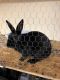 American Sable rabbit Rabbits for sale in Cincinnati, OH, USA. price: NA