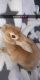 American Sable rabbit Rabbits for sale in North Huntingdon, PA 15642, USA. price: NA