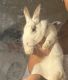 American Sable rabbit Rabbits for sale in 4210 Inverrary Blvd, Lauderhill, FL 33319, USA. price: NA