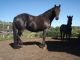 American Saddlebred Horses for sale in Lexington, KY, USA. price: NA