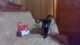 American Shorthair Cats for sale in Bridgeton, NJ 08302, USA. price: NA