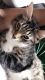 American Shorthair Cats for sale in East Hartford, CT, USA. price: NA