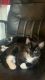 American Shorthair Cats for sale in Mesa, AZ, USA. price: $25